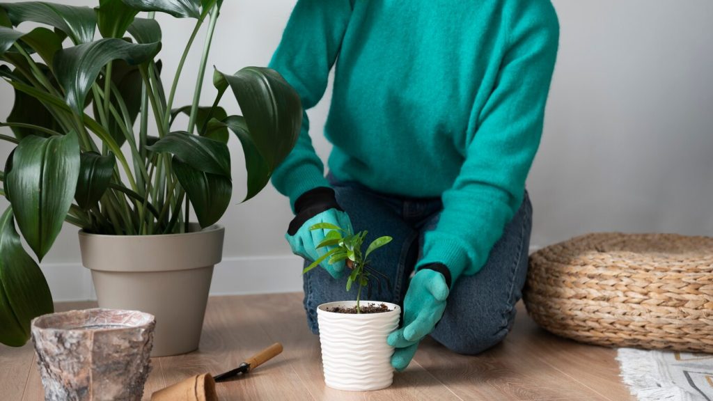 Comment choisir et entretenir des plantes d'intérieur adaptées à un faible