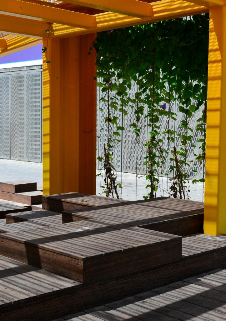 plantes grimpantes dans un pergola