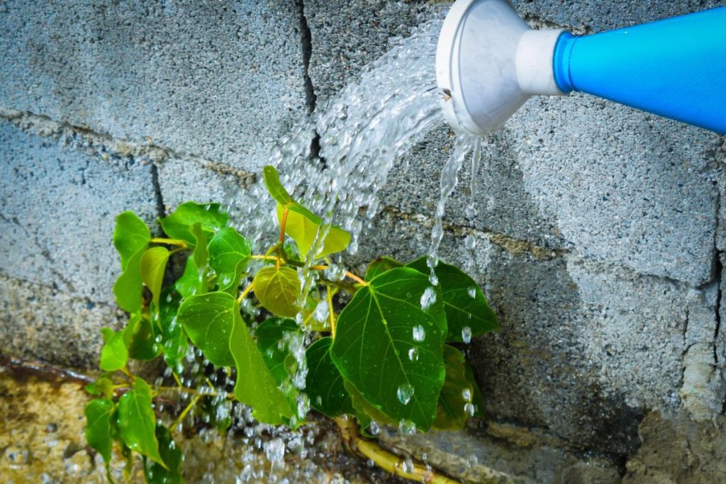 10-Quels sont les avantages d'un système de récupération d'eau de pluie pour votre jardin